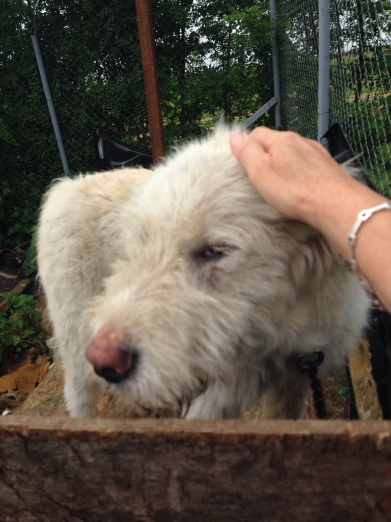 Hilferuf für einen Hund (Fluffy) in Rumänien Tierhilfe Casa Katharina